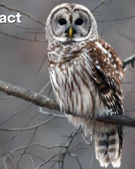 How to Attract Owls