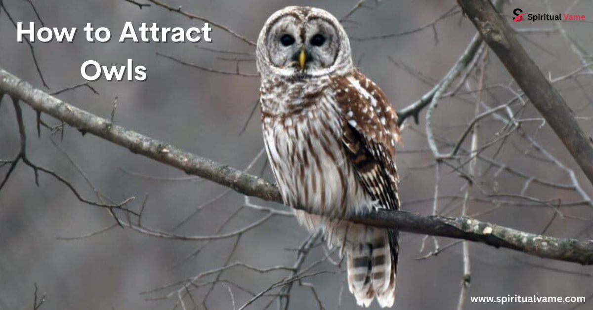 How to Attract Owls