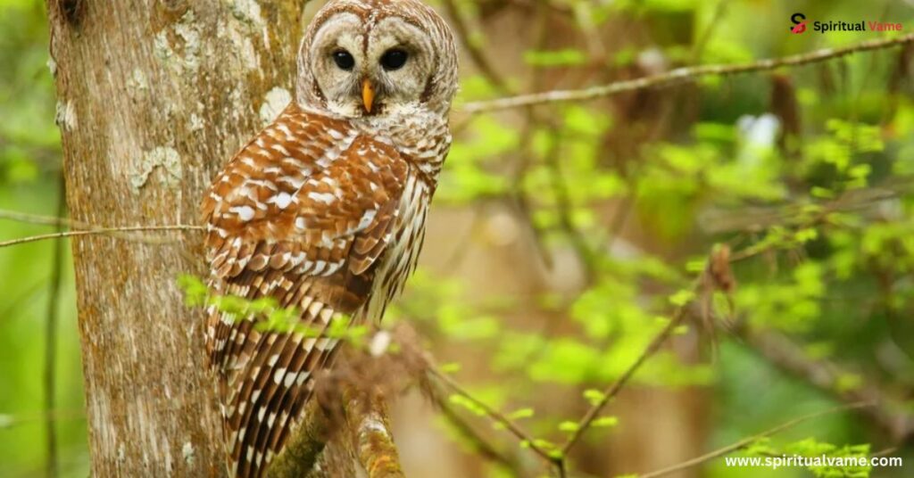 How to Attract Owls to Your Garden