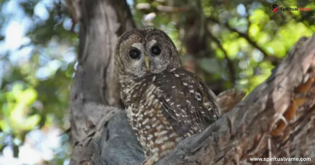 If your area IS safe for owls…