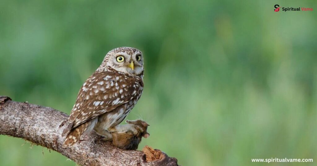 How to attract Owls to your garden
