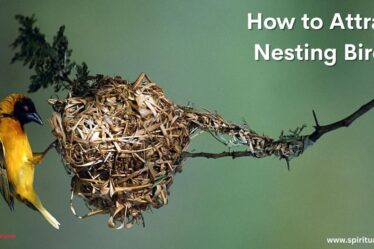 How to Attract Nesting Birds