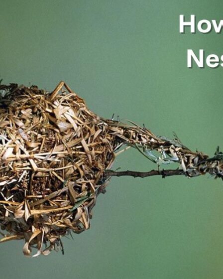 How to Attract Nesting Birds