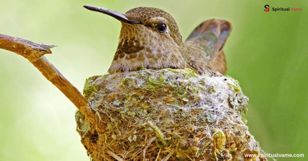 Offer Several Birdhouses