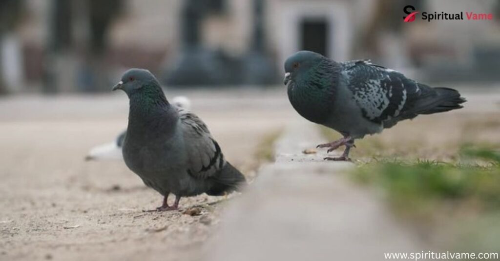 Spiritual Meanings of Seeing Two Grey Doves