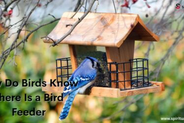 How Do Birds Know There Is a Bird Feeder?