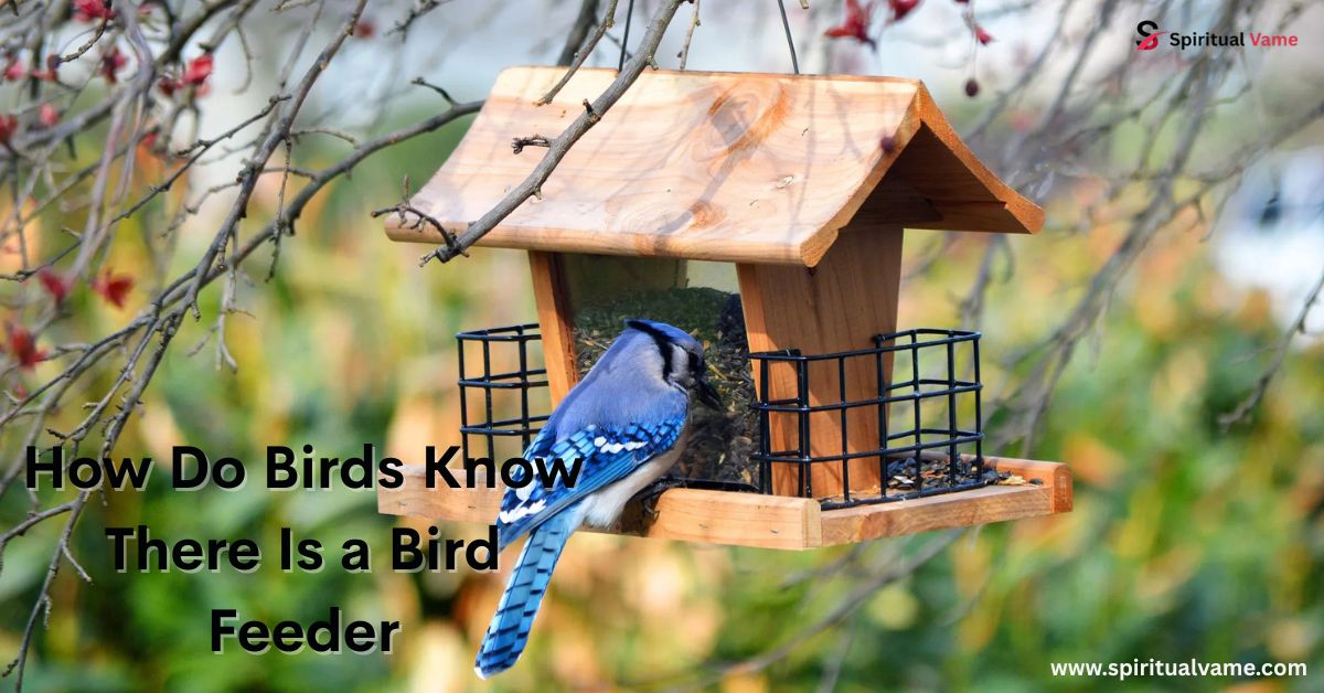 How Do Birds Know There Is a Bird Feeder?