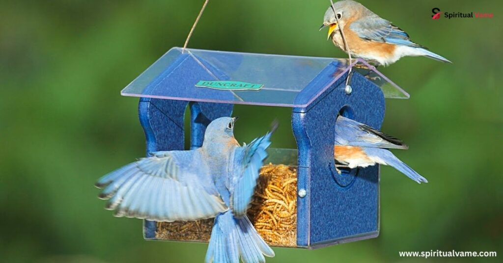 How Do Birds Know When You Have Filled the Feeder?