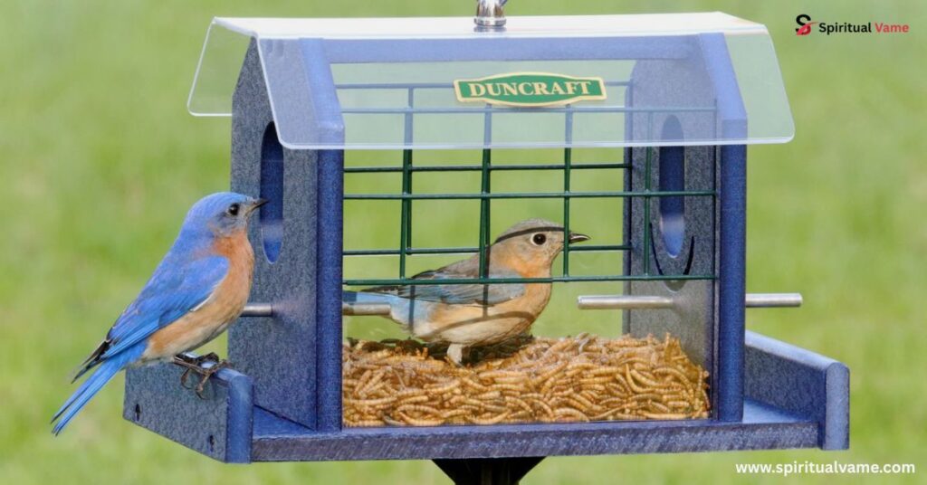 Do Birds Learn Human Feeding Schedules?