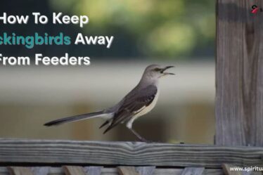 How To Keep Mockingbirds Away From Feeders