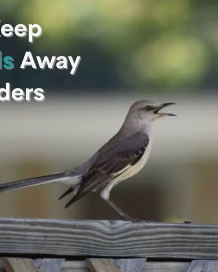 How To Keep Mockingbirds Away From Feeders