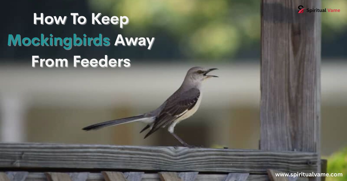 How To Keep Mockingbirds Away From Feeders