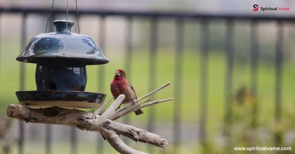 Maintaining Your Bird Feeder Area