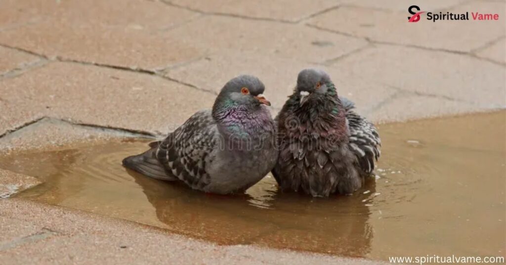 What Does it Mean When a Grey Dove Visits You 