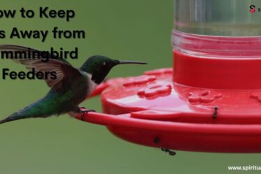 How to Keep Ants Away from Hummingbird Feeders