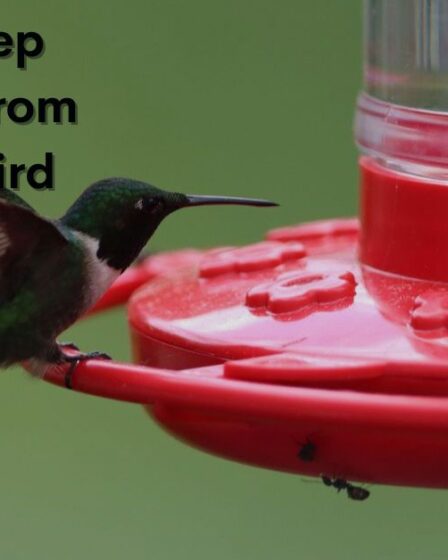 How to Keep Ants Away from Hummingbird Feeders