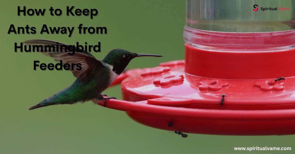 How to Keep Ants Away from Hummingbird Feeders