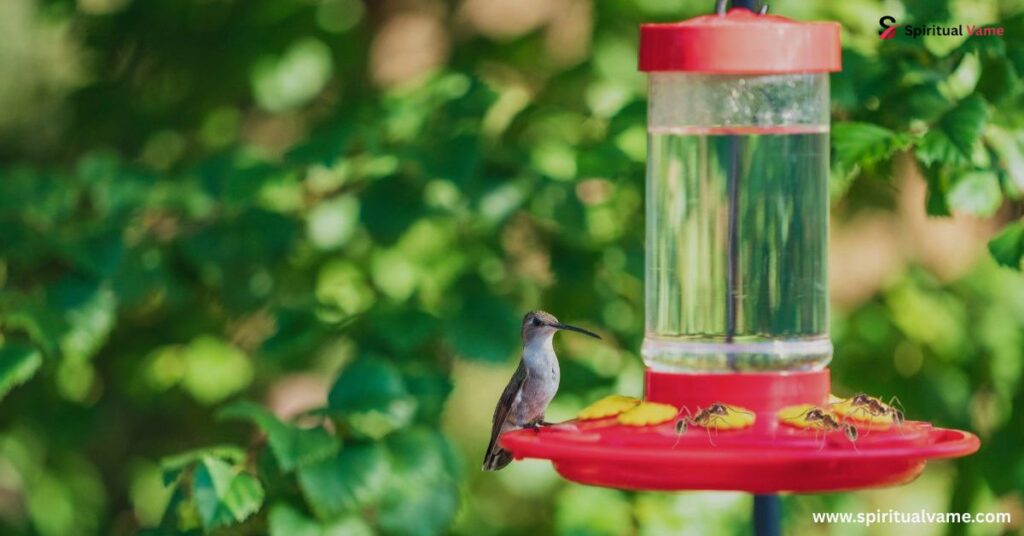 How to Keep Ants Out of Hummingbird Feeders