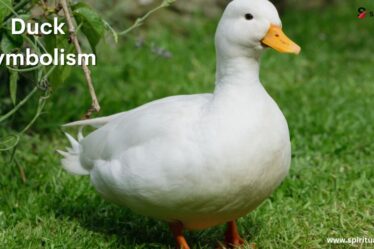 Duck Symbolism