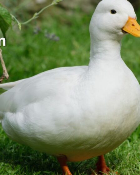 Duck Symbolism