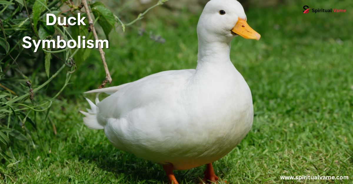 Duck Symbolism