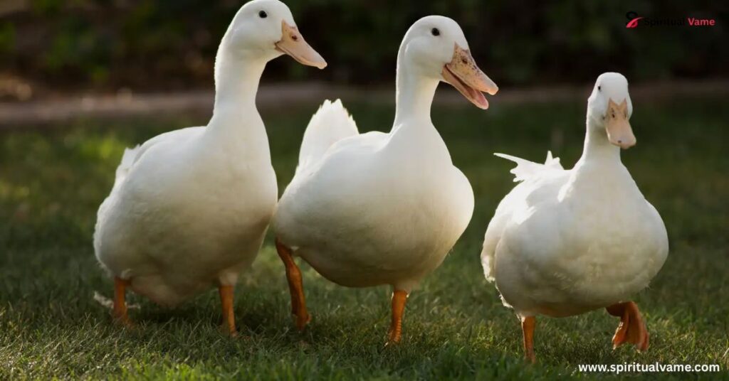 Duck Native American Symbolism