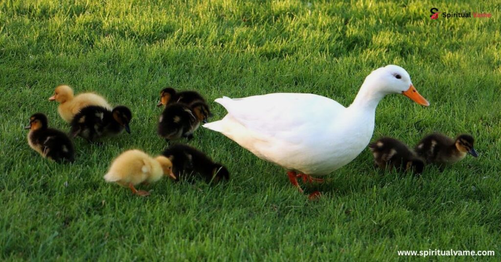 Duck Celtic Symbolism