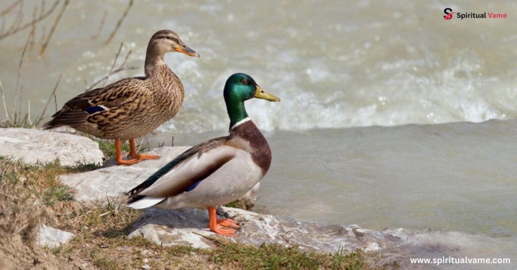 Duck Mythology and Folklore