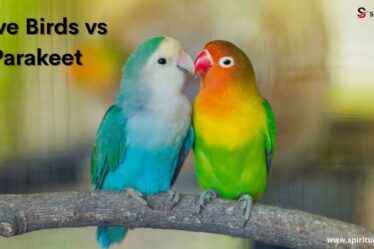Love Birds vs Parakeet