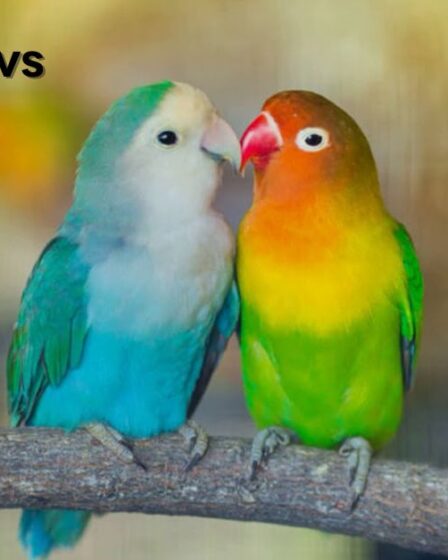 Love Birds vs Parakeet