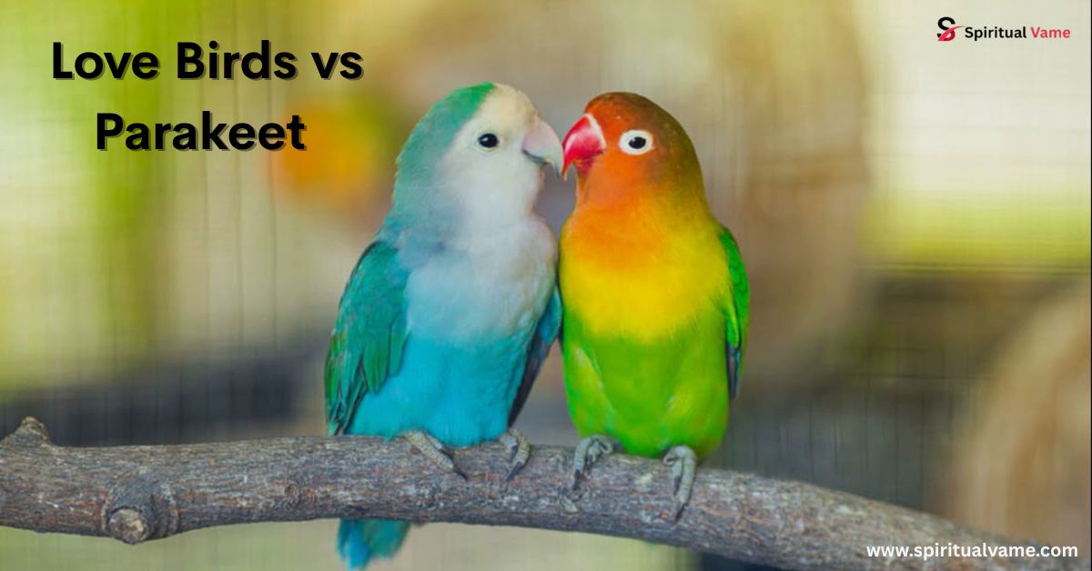 Love Birds vs Parakeet