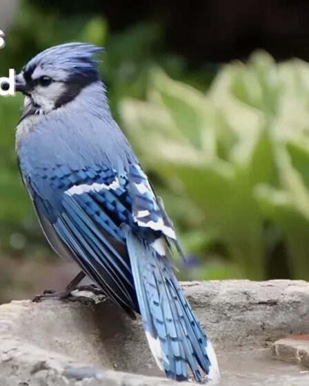 Blue Jay vs Mockingbird