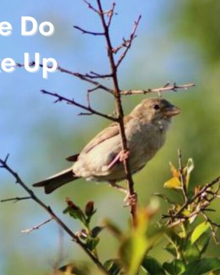 What Time Do Birds Wake Up