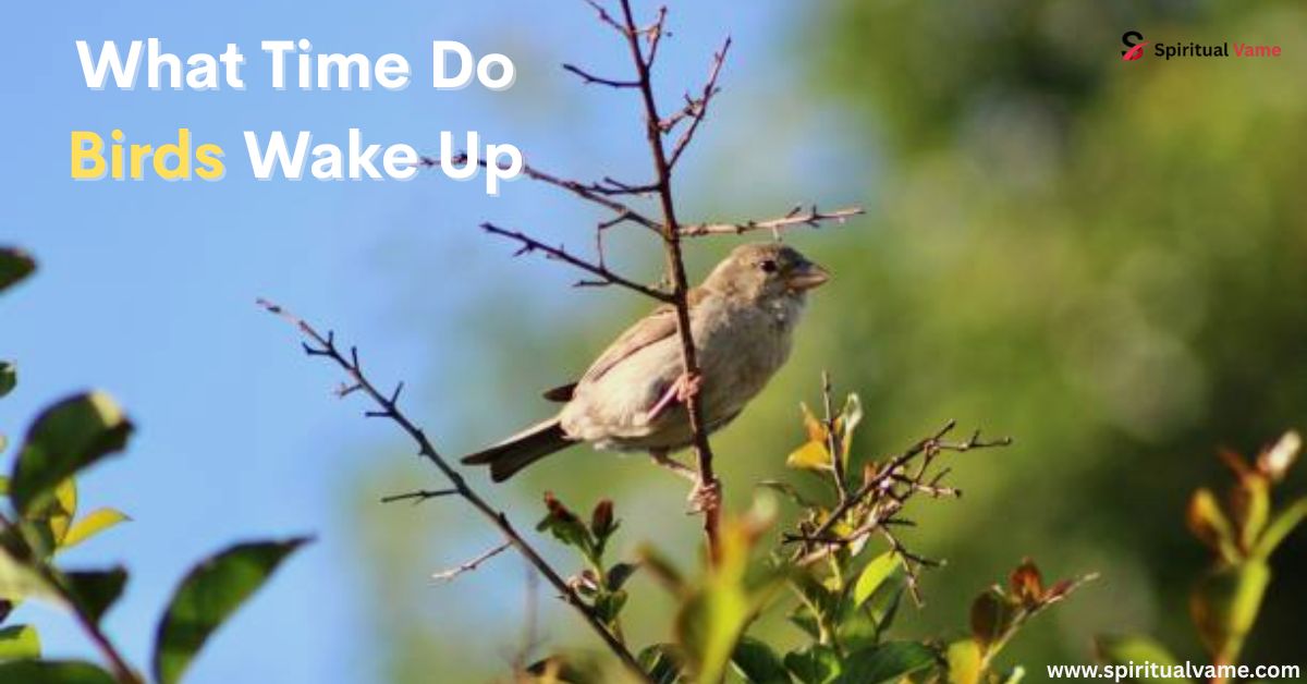 What Time Do Birds Wake Up