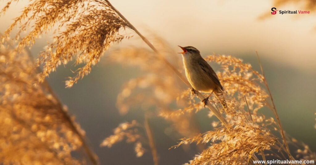 So what time do birds wake up?