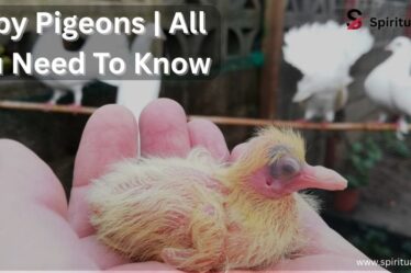 Baby Pigeons | All You Need To Know