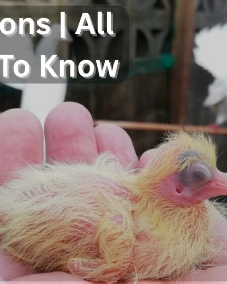 Baby Pigeons | All You Need To Know