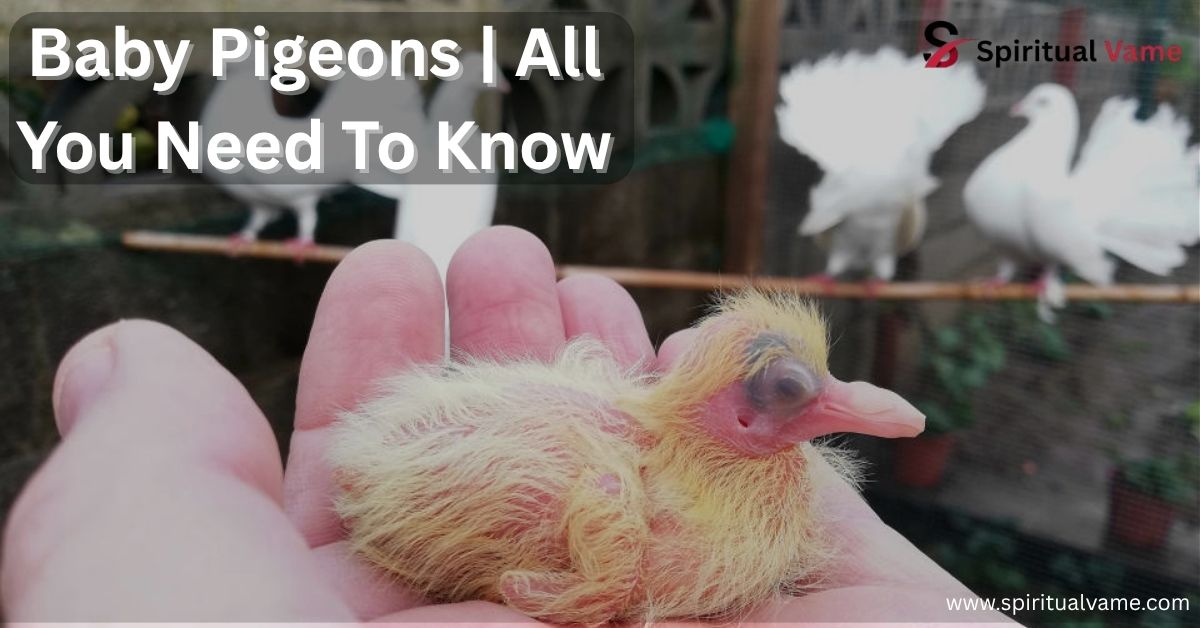 Baby Pigeons | All You Need To Know