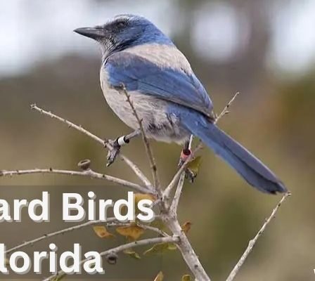 Backyard Birds in Florida