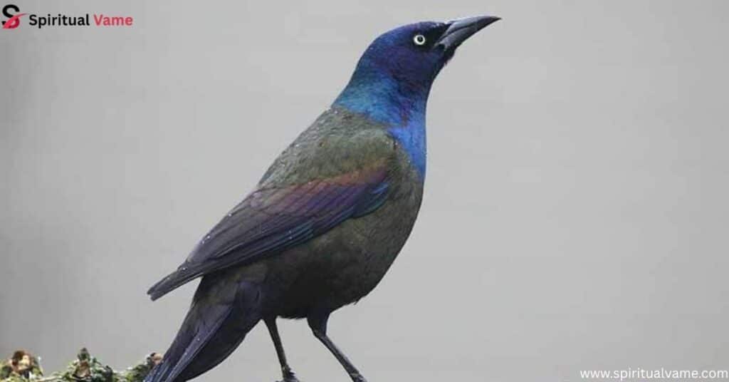 Common Grackle