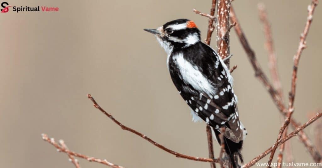 Downy Woodpecker