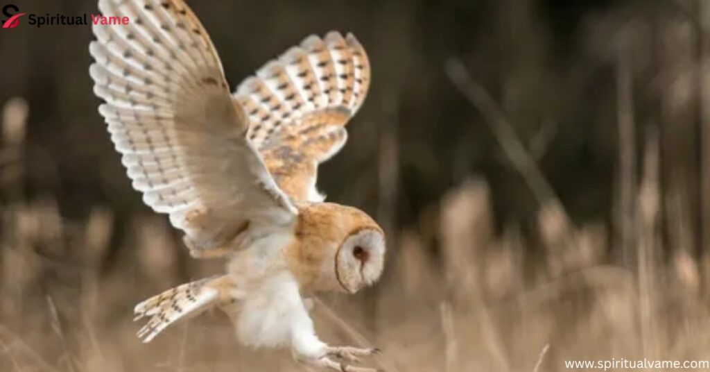  Barn Owl
