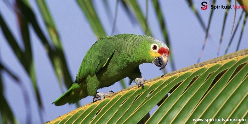 Amazon Parrots