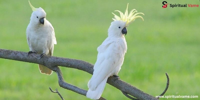 Cockatoos