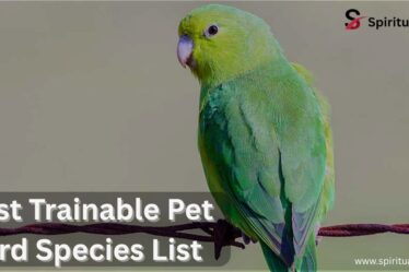 Best Trainable Pet Bird Species List