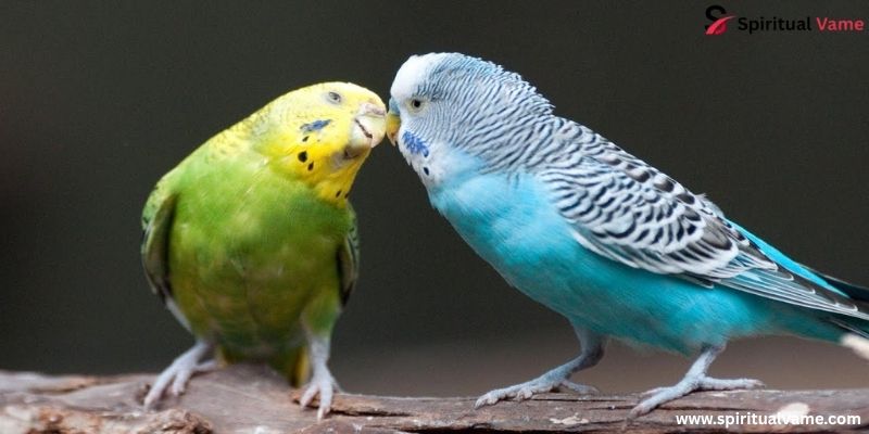 Budgies Parakeets