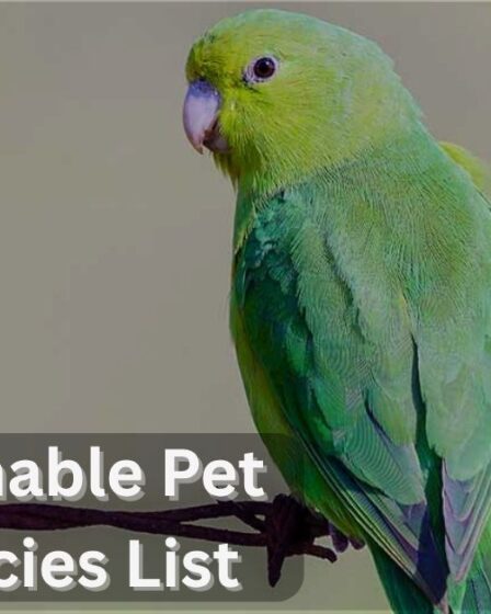 Best Trainable Pet Bird Species List