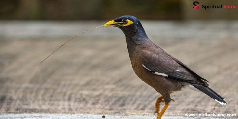 Mynah Birds