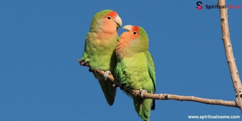 Lovebirds