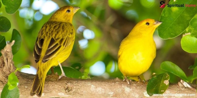 Canaries